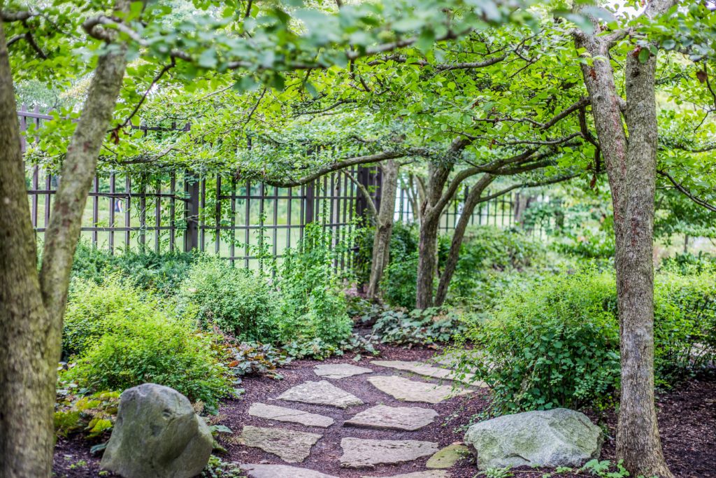 pathway and trees