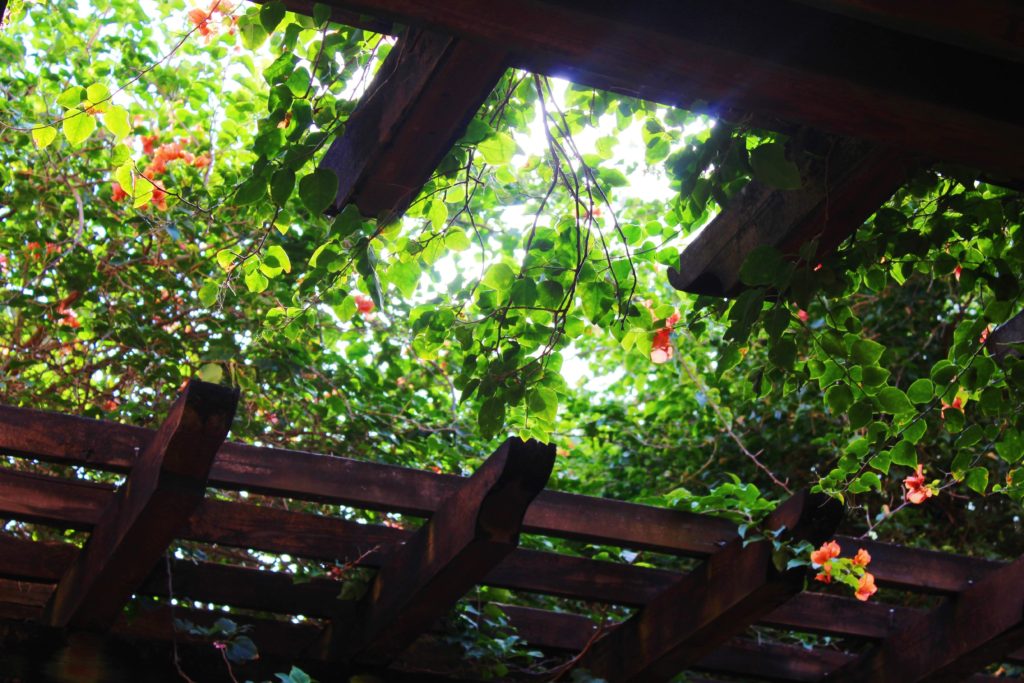 Pergola with leaves above