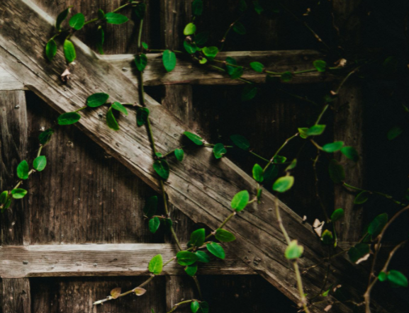 Broken wooden fence with creeper vines overgrown around it