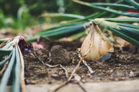 Onion on top of dirt